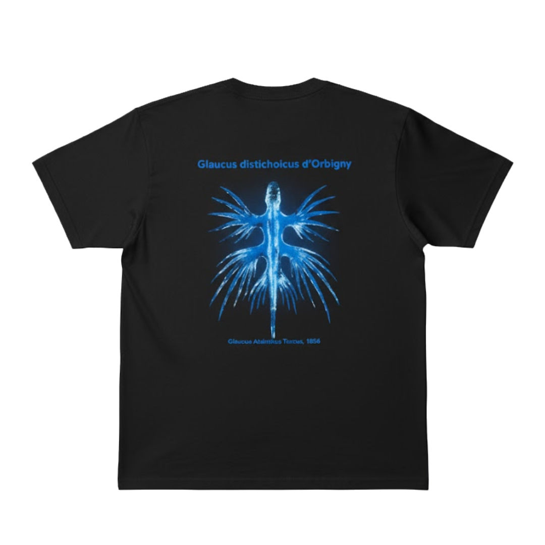 GLAUCUS Collection Back